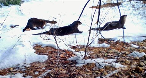 River Otter Winter Adaptations - Winterberry Wildlife