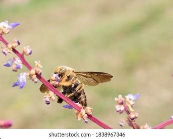 192 Agents Pollination Images, Stock Photos & Vectors | Shutterstock