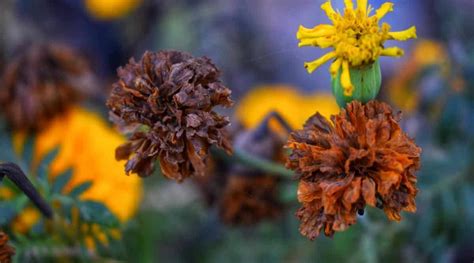 Why Are My Marigolds Dying How To Diagnose And Fix Common Marigold