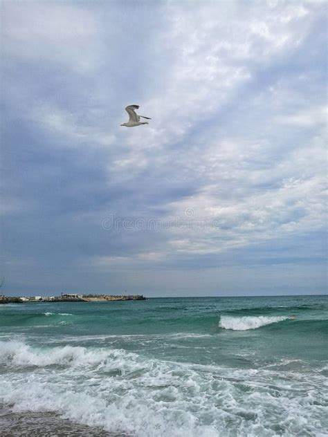 Vuelo De La Gaviota Sobre El Mar Foto De Archivo Imagen De Verano