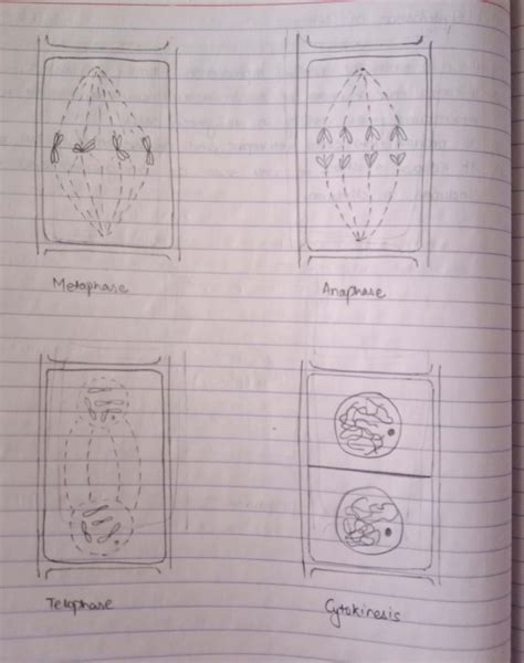 Cell Division(Amitosis and Mitosis) | Class Eleven Biology