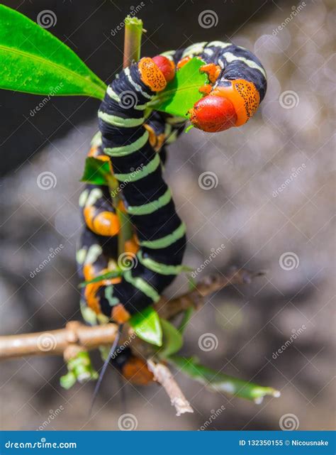 Pseudosphinx Tetrio Caterpillar Royalty-Free Stock Image
