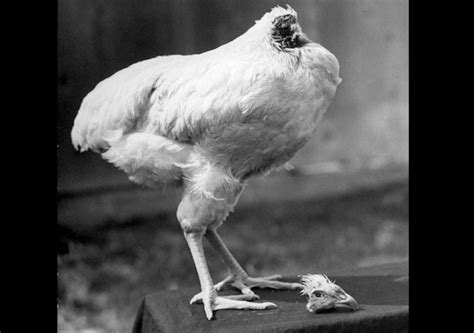 Mike The Headless Chicken How This Rooster Survived Months After