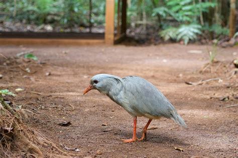 Kagu Cagou Rhynochetos Jubatus Free Photo On Pixabay Pixabay