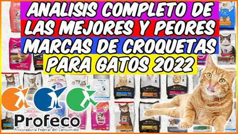 Descubre Los Mejores Alimentos Para Gatos Gatina Satisface Sus