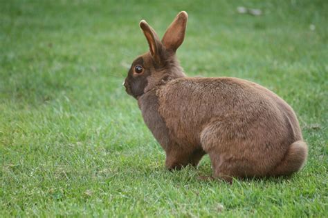 How To Keep Your Rabbit Safe With Bunny Stomp An All About Rabbits