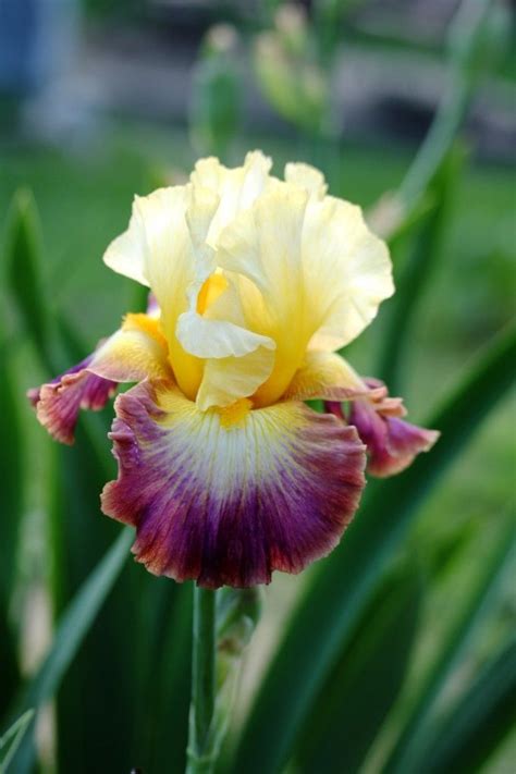 87 best Iris Varieties images on Pinterest | Bearded iris, Flower beds ...