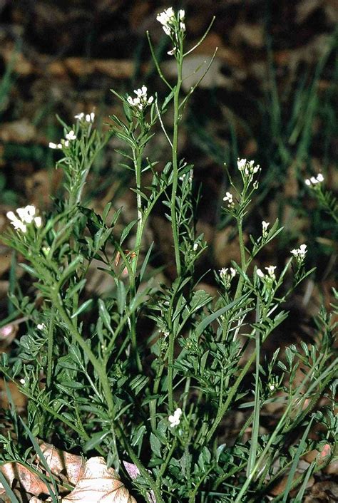 Wavy Bittercress - Cardamine flexuosa, species information page