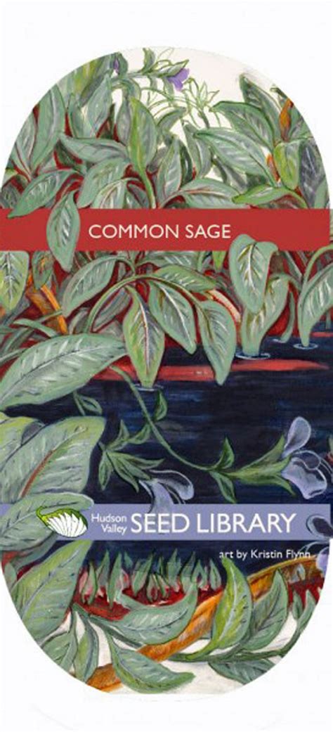 Hudson Valley Seeds | Art Pack | Common Sage | Seed art, Seed company, Seed packaging