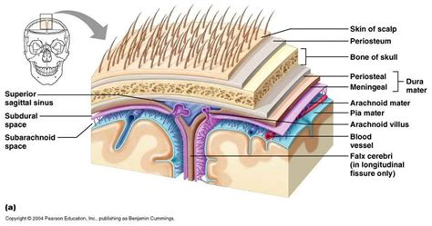 Pictures Of Arachnoid MembraneHealthiack