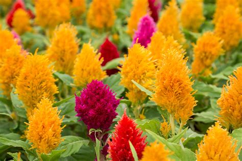 Pampas Plume Celosia Seeds — Rohrer Seeds