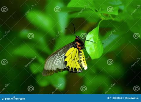 Asian Endemic Beautiful Yellow Black Butterfly Stock Photo Image Of