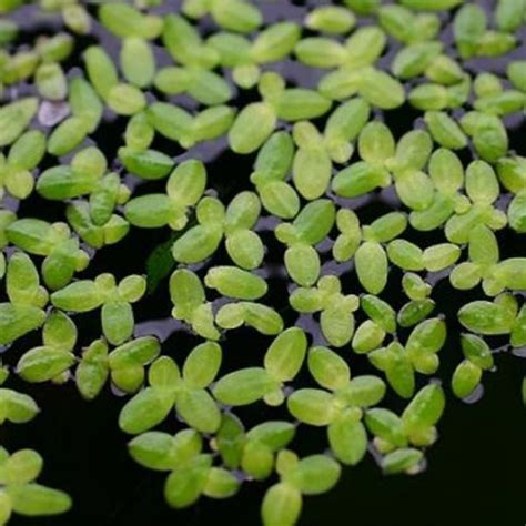 Lemna Minor