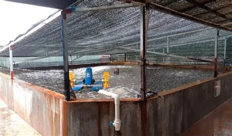 Manajemen Analisis Ternak Udang Vaname Di Kolam Beton VITON