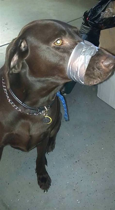 Us Woman Charged With Animal Cruelty For Taping Dogs Mouth Daily Sabah