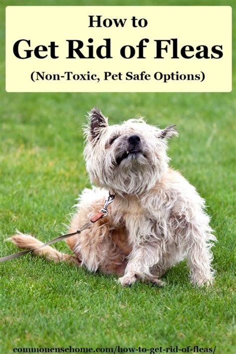 How to Get Rid of Fleas (Non-Toxic, Pet Safe Options)