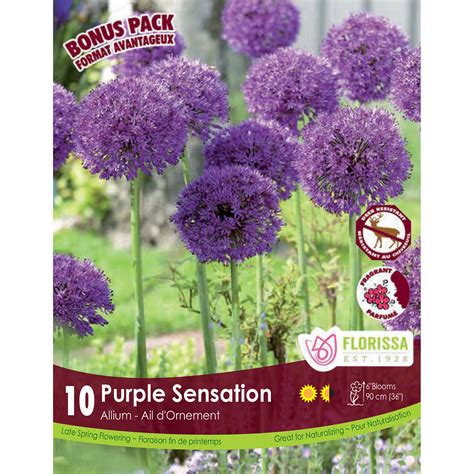 Allium Purple Sensation Bulbs Allium Bulbs Arts Nursery Garden