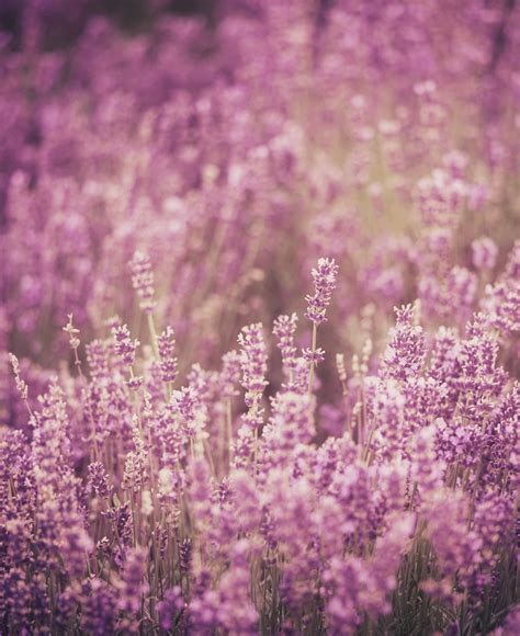 Lavender Flowers Blossoms Wildflowers Free Stock Photo - Public Domain ...