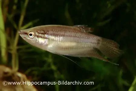 Trichopsis Vittata Croaking Gourami Trichopus Striatus Trichopsis