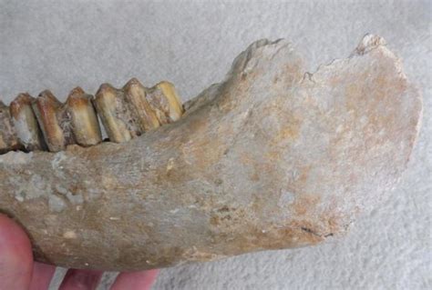 Fossil Steppe Bison Lower Jaw Bone For Sale UK Fossils North Sea