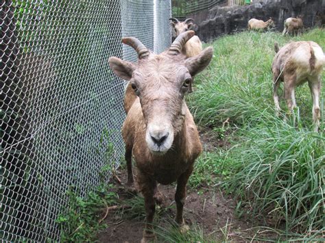 ある日の休園日の朝オオきなツノのヒツジの日記｜ブログ金沢動物園公式サイト｜公益財団法人 横浜市緑の協会