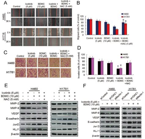 Icotinib Plus Bdmc Inhibits Cell Migration And Invasion In Egfr Tki