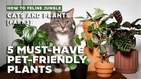 5 Must Have Pet Friendly Indoor Plants L Easy Non Toxic To Pets