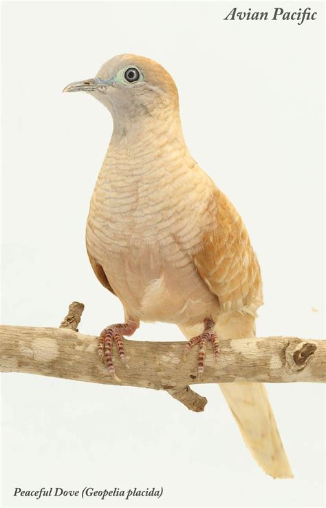 Dove What Kind Colors Cream Tan Beautiful Birds Exotic Birds