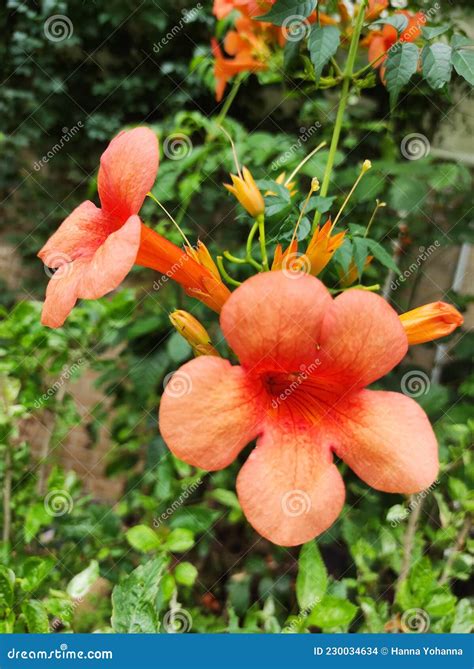 Campsis Grandiflora Red Blossom Of Hedge English Named Trumpet Vine