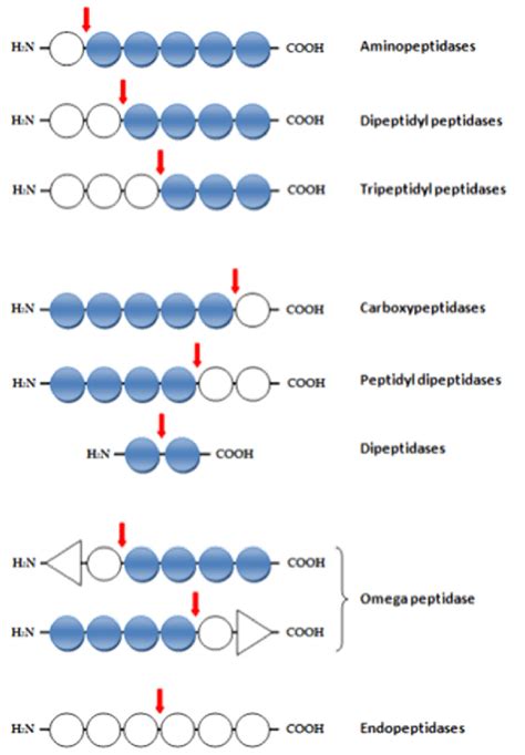 Classification Of The Activity Of Proteolytic Enzymes Arrows Indicate