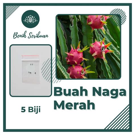 Jual Benih Bibit Buah Naga Merah Super Tanaman Buah Buahan Naga Merah