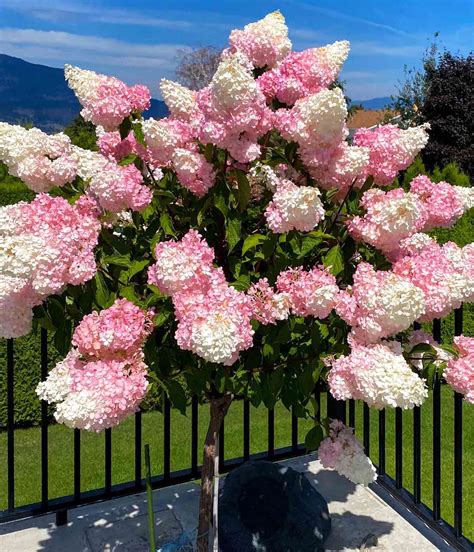 Strawberry Vanilla Hydrangea Growing Tips You Wish You Knew Sooner