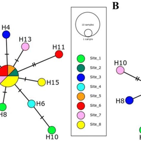 Haplotype network inferred by the TCS network method based on the ... 