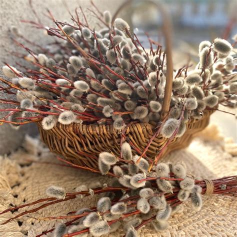 Pussy Willow Etsy