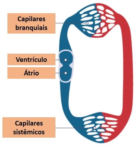 Sistema Circulatorio Dos Peixes - Diagrama Do Sistema Circulatorio Dos Peixes