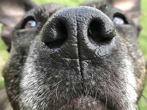 A Dog's Sense Of Smell & Their Amazing Noses | Canine Companion Pet Service