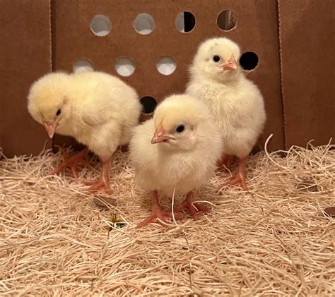 Cornish Cross Broiler Chicks