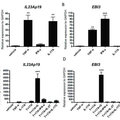 Tnf α Il 17a And Ifn γ Synergistically Induce Il23ap19 And Ebi3 Download Scientific Diagram