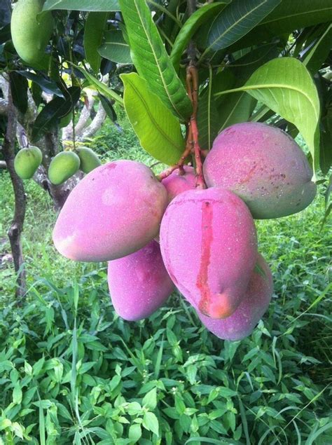 Manga Mangifera Indica L