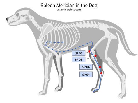 Comprehensive Guide to Canine Acupressure Points - Atlantic Points 