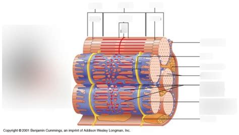 Skeletal Muscle Organization Diagram Quizlet