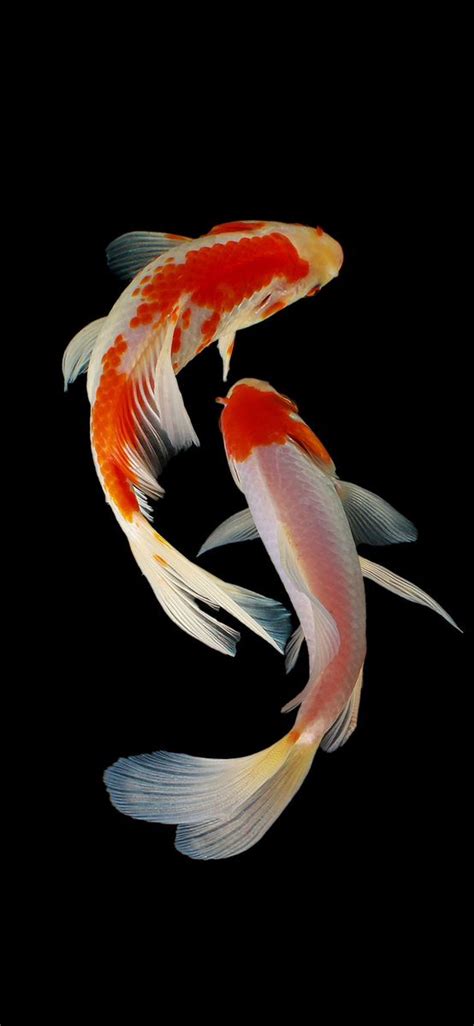 Two Orange And White Koi Fish Swimming In The Dark Water With Their