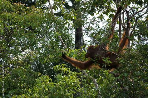 Fotka Orang Utan Beim Fressen Auf Kalimantan South Borneo Tanjung