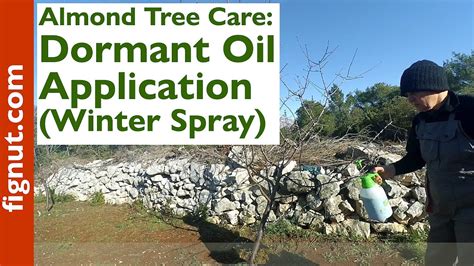 Almond Tree Care Dormant Oil Application Winter Spray Youtube