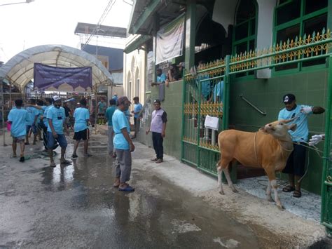 Masjid Jabal Nur Muhammadiyah Maccini Kurban Ekor Sapi Metrotimur