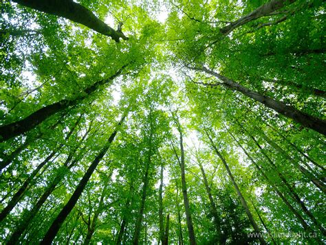 Looking Up ~ forest free picture from Haute-Saone, France - Island ...