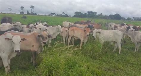 Pm Recupera 36 Cabeças De Gado Furtadas De Fazenda Do Interior Do Acre