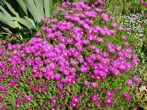 Piante grasse con fiori le più belle e facili da coltivare