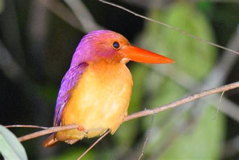 Bird Watching In Japan And Asia Birdwatching In Southern Thailand 27 29