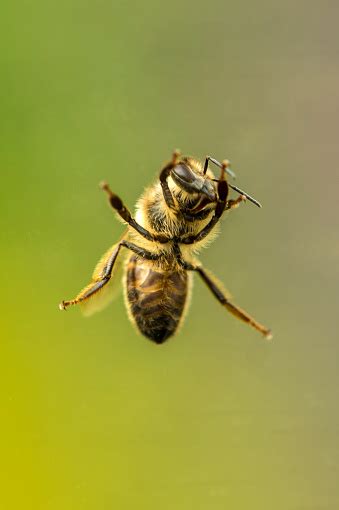 Single British Honey Bee Close Up Stock Photo Download Image Now